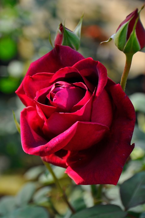 �����ġۥХ��� �Ĥ륯��ॽ�󥰥����꡼ ���� 6��ȭ�����ʡ�J-CL20��