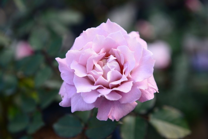 Хġġۥߥ˥!  6ȭʡηʼϡKb-KBO