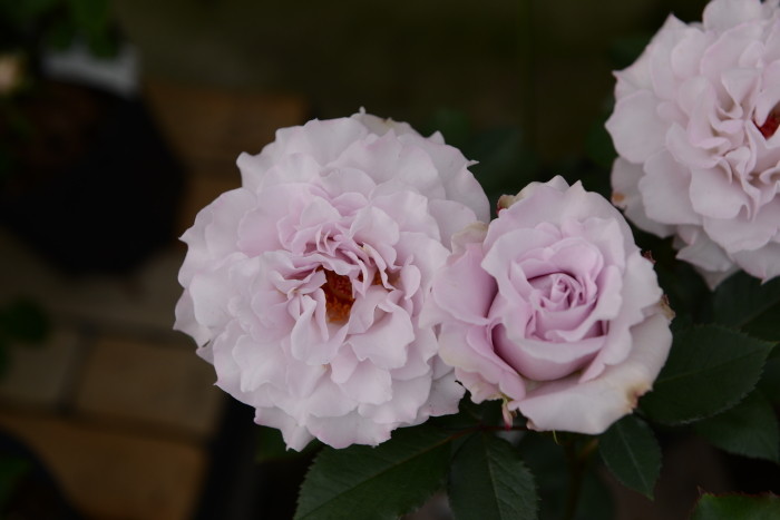 Хġġۥߥ˥!  6ȭʡηʼϡKb-KBO