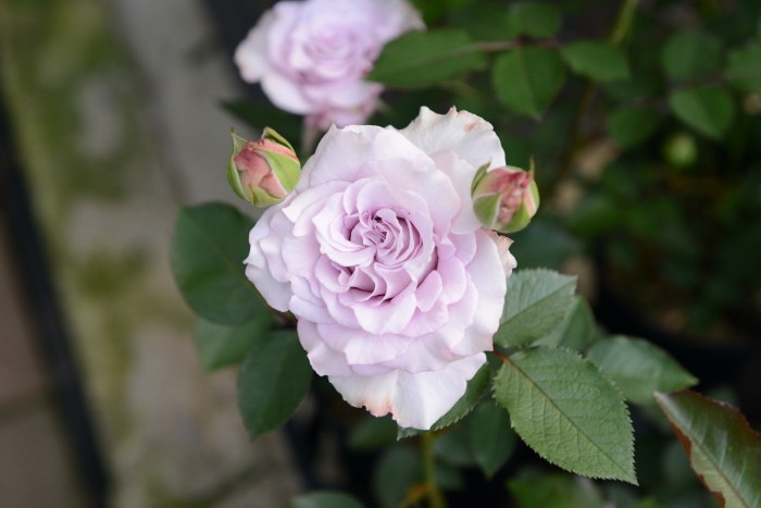 Хġġۥߥ˥!  6ȭʡηʼϡKb-KBO