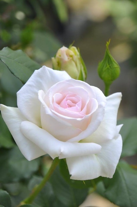 �����ġۥХ��� �����쥤�� ���� 6��ȭ�����ʡ�J-CL20��