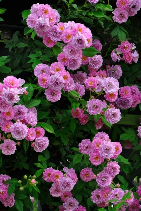 ���ߵ����ġۥХ��� �ޥ˥�ȥ�ޥ��֥��֥顼 ���� 6��ȭ�����ʡ�J-OC10�ա�0204�����