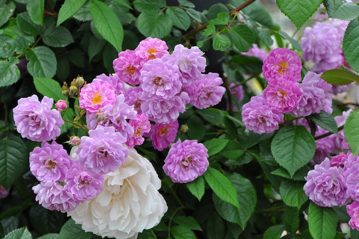 ���ߵ����ġۥХ��� �ޥ˥�ȥ�ޥ��֥��֥顼 ���� 6��ȭ�����ʡ�J-OC10�ա�0204�����