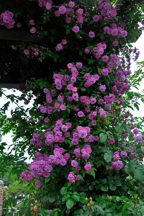 ���ߵ����ġۥХ��� �ޥ˥�ȥ�ޥ��֥��֥顼 ���� 6��ȭ�����ʡ�J-OC10�ա�0204�����