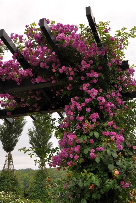 ���ߵ����ġۥХ��� �ޥ˥�ȥ�ޥ��֥��֥顼 ���� 6��ȭ�����ʡ�J-OC10�ա�0204�����