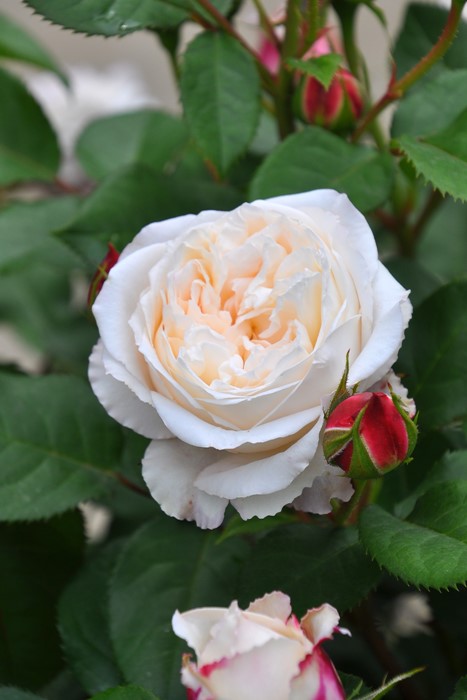 ���ߵ����ġۥХ��� ���ꥢ���̥��� ���� 6��ȭ�����ʡη����ʼ�ϡ�OM-GU��