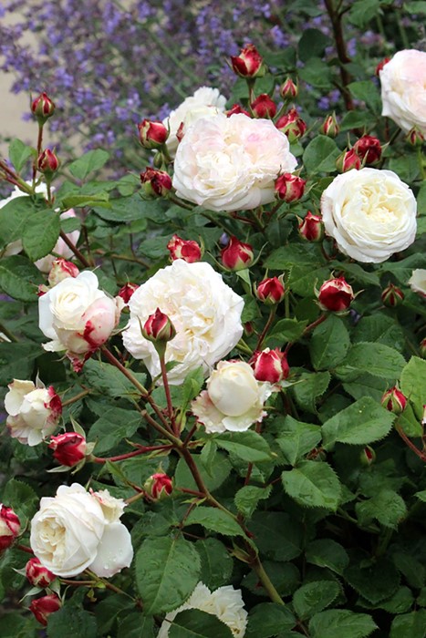 ���ߵ����ġۥХ��� ���ꥢ���̥��� ���� 6��ȭ�����ʡη����ʼ�ϡ�OM-GU��