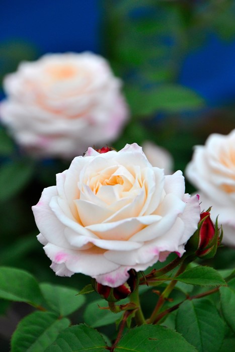 ���ߵ����ġۥХ��� ���ꥢ���̥��� ���� 6��ȭ�����ʡη����ʼ�ϡ�OM-GU��