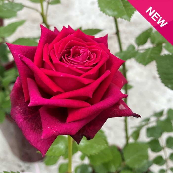 �Х��ġ����ġۥ����ƥ����� ���� 6��ȭ�����ʡη����ʼ�ϡ�OS-OS2��