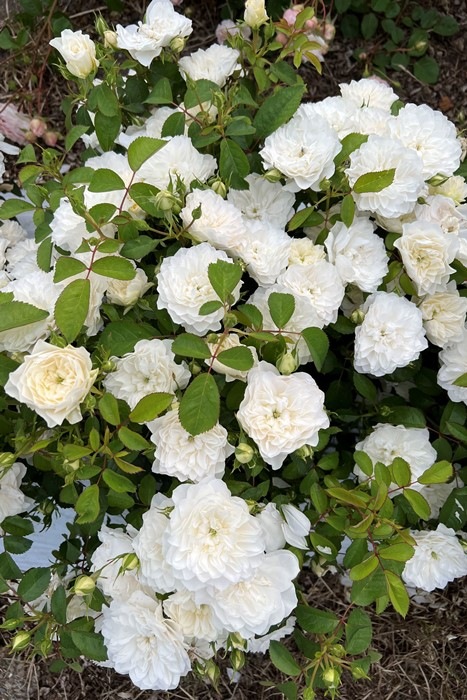 �Х��ġ����ġۥ��ȥ��֥�� ���� 6��ȭ�����ʡ����ӿ建�� �ʼ���Ͽ�д���ϡ�Kb-RM��2025�տ��ʼ�