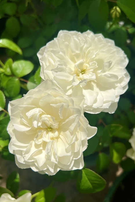 �Х��ġ����ġۥ��ȥ��֥�� ���� 6��ȭ�����ʡ����ӿ建�� �ʼ���Ͽ�д���ϡ�Kb-RM��2025�տ��ʼ�