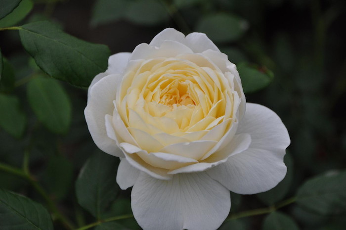 ���ߵ����ġۥХ��� ���쥢���������� ͢���� 7��ȭ�����ʡ����ӿ建�� ��Ͽ�ʼ�ϡ�ER-Y�ա�0209�����