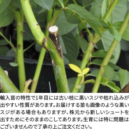 ���ߵ����ġۥХ��� ���쥢���������� ͢���� 7��ȭ�����ʡ����ӿ建�� ��Ͽ�ʼ�ϡ�ER-Y�ա�0209�����