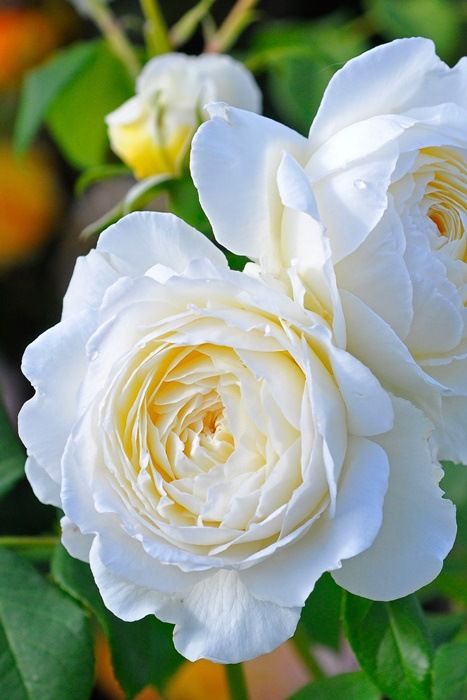 ���ߵ����ġۥХ��� ���쥢���������� ͢���� 7��ȭ�����ʡ����ӿ建�� ��Ͽ�ʼ�ϡ�ER-Y�ա�0209�����