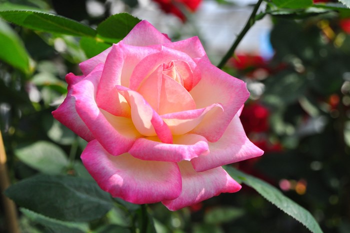 ġۥХ ե˥ɥ꡼ߥ  6ȭʡӿ建 ϿʼϡIR-IRO3