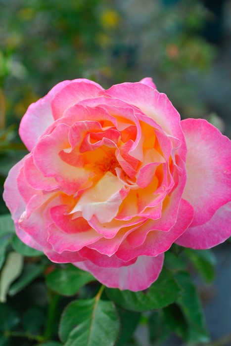 ġۥХ ե˥ɥ꡼ߥ  6ȭʡӿ建 ϿʼϡIR-IRO3