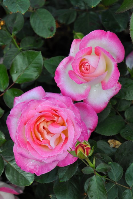 ġۥХ ե˥ɥ꡼ߥ  6ȭʡӿ建 ϿʼϡIR-IRO3