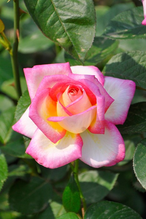 ġۥХ ե˥ɥ꡼ߥ  6ȭʡӿ建 ϿʼϡIR-IRO3