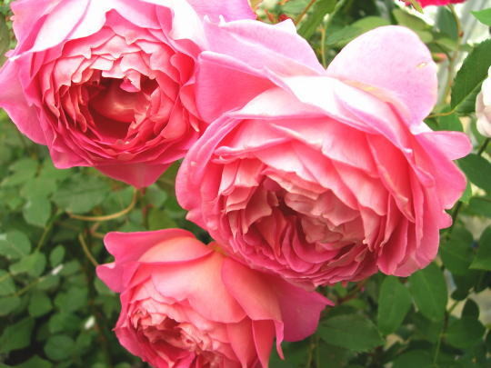 ġۥХ ӥ꡼֥졼 ͢ 7ȭʡӿ建 ϿʼϡER-Y