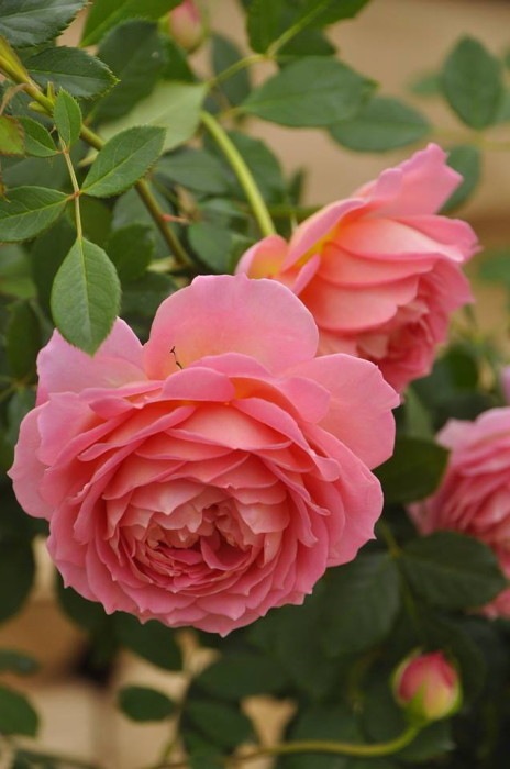 ġۥХ ӥ꡼֥졼 ͢ 7ȭʡӿ建 ϿʼϡER-Y