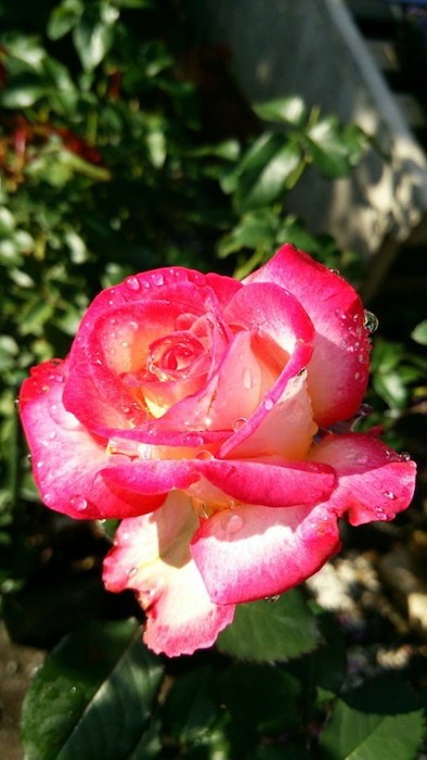 Хġġۥ쥪ե  6ȭʡηʼϡKb-NLP