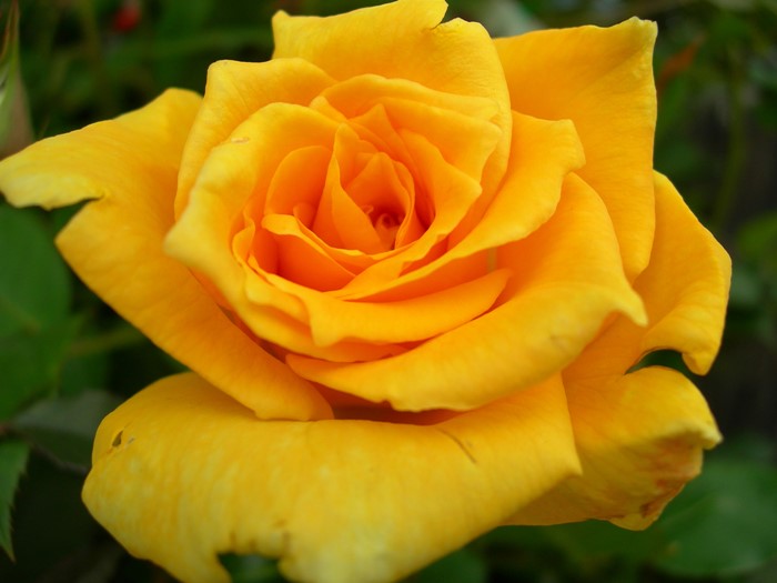 �����ġۥХ��� ������ǥ󥷥�ȡ� ���� 6��ȭ�����ʡη����ʼ�ϡ�MA-MA��