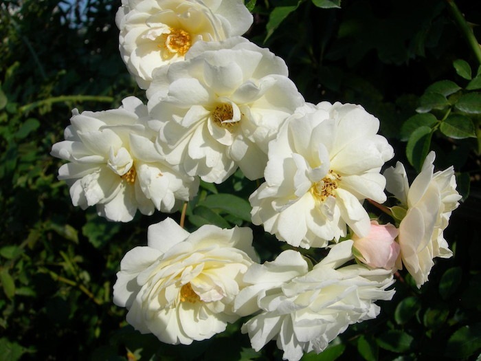 ���ߵ����ġۥХ��� �ץ����ڥ�ƥ���HMsk�� ���� 6��ȭ�����ʡ�J-CL10��