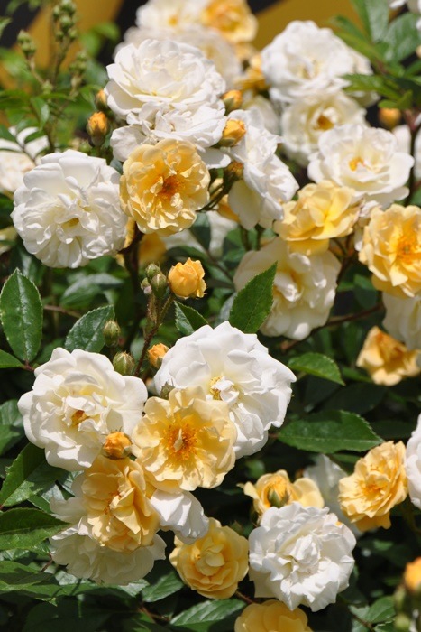 ���ߵ����ġۥХ��� �����졼�̥ɥ��ե��ꥴ��� ���� 6��ȭ�����ʡ�J-OC10�ա�0204�����