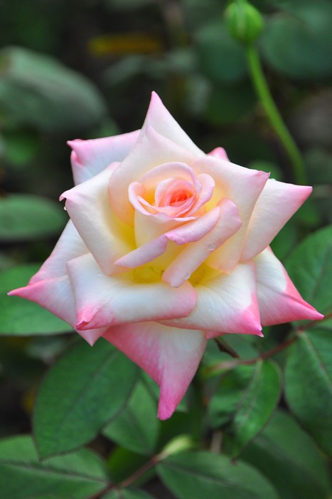 Хġڿġۥ쥬ȥǥڥʥץ󥻥֥륺 ġӿ建 ϿʼϡIR-IRO3