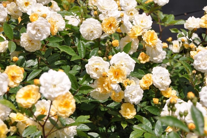 ���ߵ����ġۥХ��� �����졼�̥ɥ��ե��ꥴ��� ���� 6��ȭ�����ʡ�J-OC10�ա�0204�����