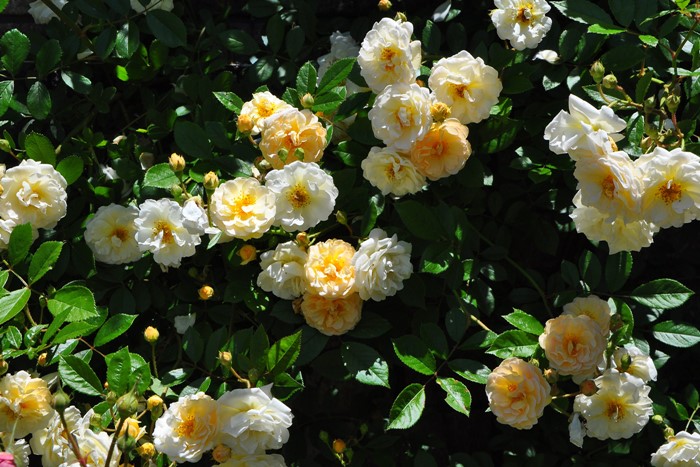 ���ߵ����ġۥХ��� �����졼�̥ɥ��ե��ꥴ��� ���� 6��ȭ�����ʡ�J-OC10�ա�0204�����