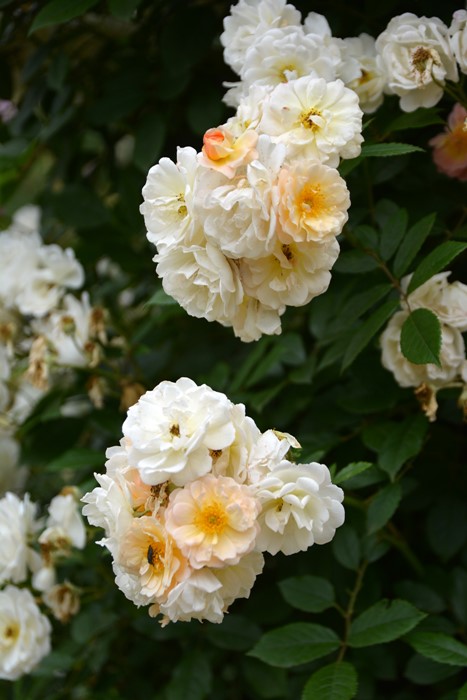 ���ߵ����ġۥХ��� �����졼�̥ɥ��ե��ꥴ��� ���� 6��ȭ�����ʡ�J-OC10�ա�0204�����