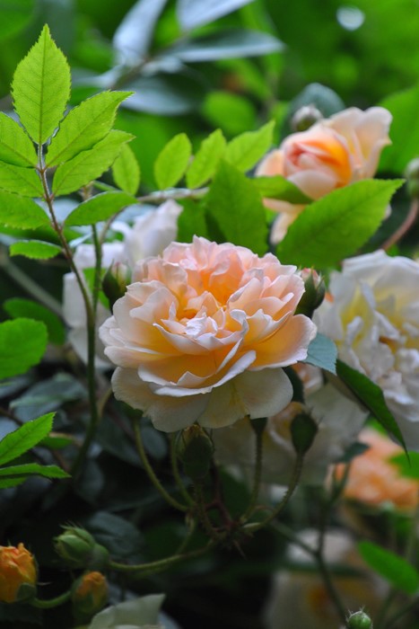 ���ߵ����ġۥХ��� �����졼�̥ɥ��ե��ꥴ��� ���� 6��ȭ�����ʡ�J-OC10�ա�0204�����