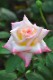 Хġڿġۥ쥬ȥǥڥʥץ󥻥֥륺 ġӿ建 ϿʼϡIR-IRO3