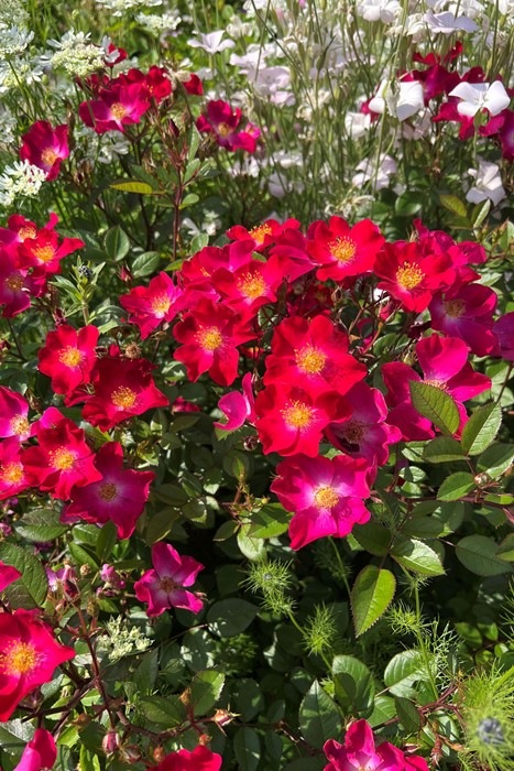 �Х��ġ����ġۥ��ͥå� ���� 6��ȭ�����ʡ����ӿ建�� �ʼ���Ͽ�д���ϡ�Kb-RM��2025�տ��ʼ�