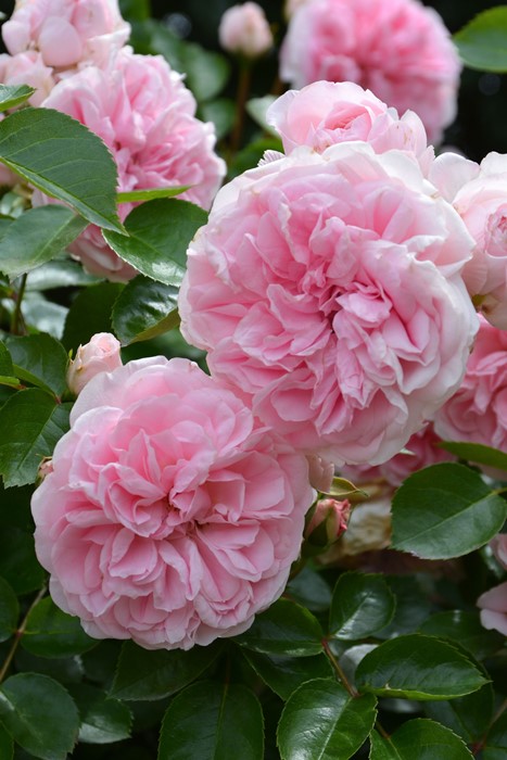 �Х��ġ����ġۥ���ˡ� ���� 6��ȭ�����ʡ�J-FL20��