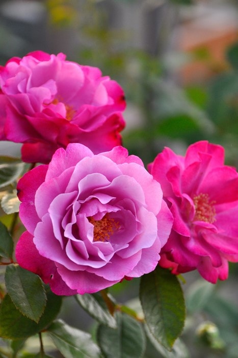 �����ġۥХ��� �ߥ�ꥨ����Х� ���� 6��ȭ�����ʡη����ʼ�ϡ�JB-ORA��