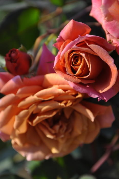 ġۥХ ۥ  6ȭʡηʼϡOM-ZEN