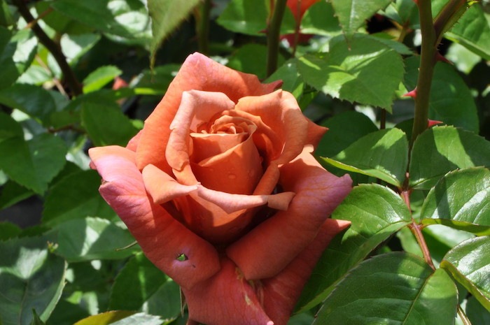 ġۥХ ۥ  6ȭʡηʼϡOM-ZEN