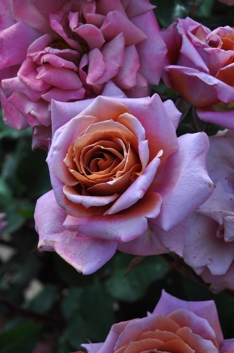 ġۥХ ۥ  6ȭʡηʼϡOM-ZEN