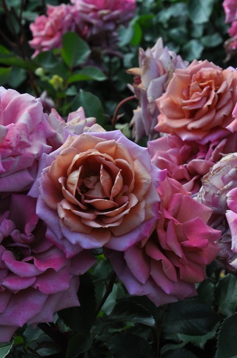 ġۥХ ۥ  6ȭʡηʼϡOM-ZEN