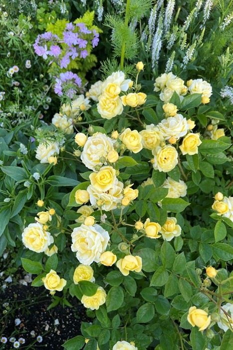 �Х��ġ����ġۥץ������ ���� 6��ȭ�����ʡ����ӿ建�� �ʼ���Ͽ�д���ϡ�Kb-RM��2025�տ��ʼ�