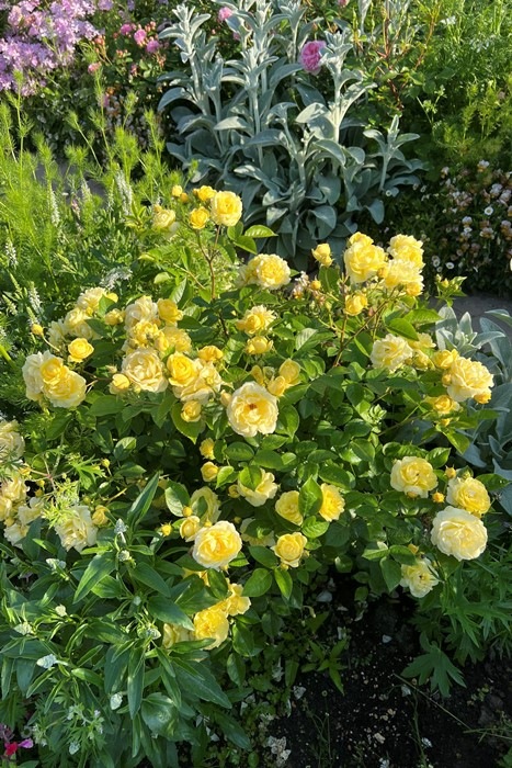 �Х��ġ����ġۥץ������ ���� 6��ȭ�����ʡ����ӿ建�� �ʼ���Ͽ�д���ϡ�Kb-RM��2025�տ��ʼ�