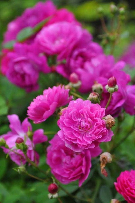 ġۥХ ȥꥪå  6ȭʡJ-MIN10