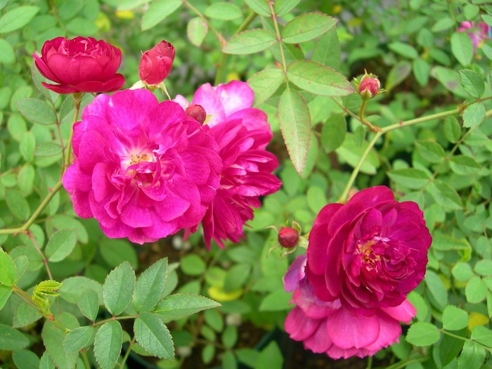 ġۥХ ȥꥪå  6ȭʡJ-MIN10