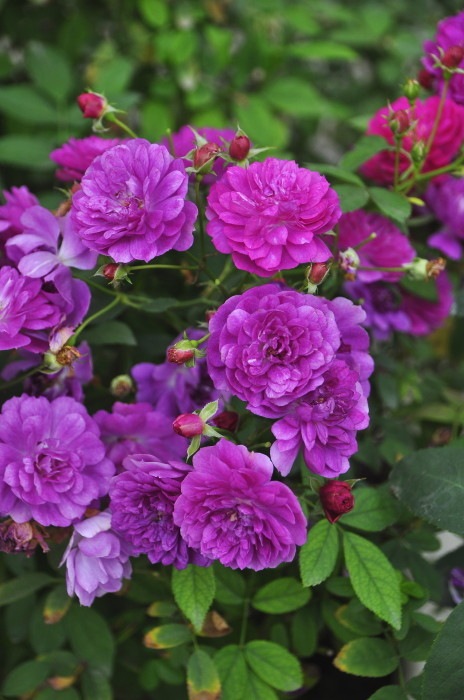 ġۥХ ȥꥪå  6ȭʡJ-MIN10