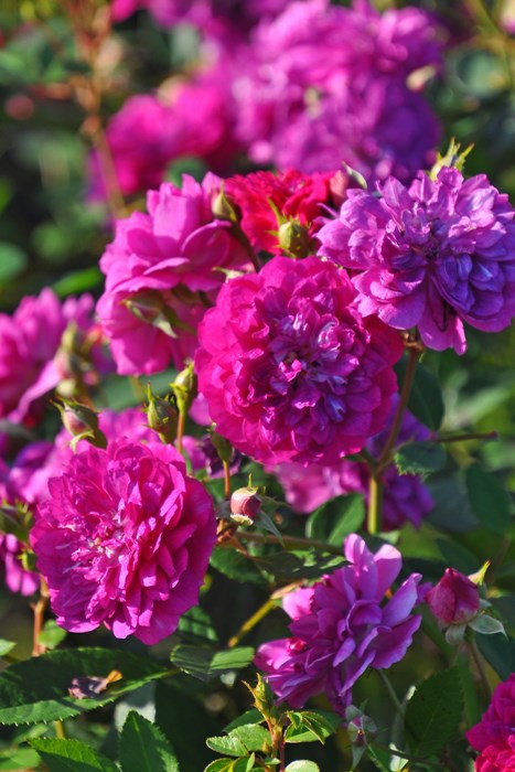 ġۥХ ȥꥪå  6ȭʡJ-MIN10