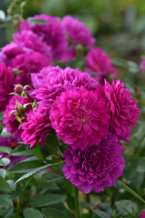 ġۥХ ȥꥪå  6ȭʡJ-MIN10