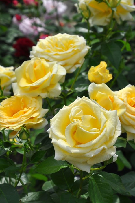 Хġġۥɥ쥰ǥ  6ȭʡӿ建 ϿʼϡIR-IRO4