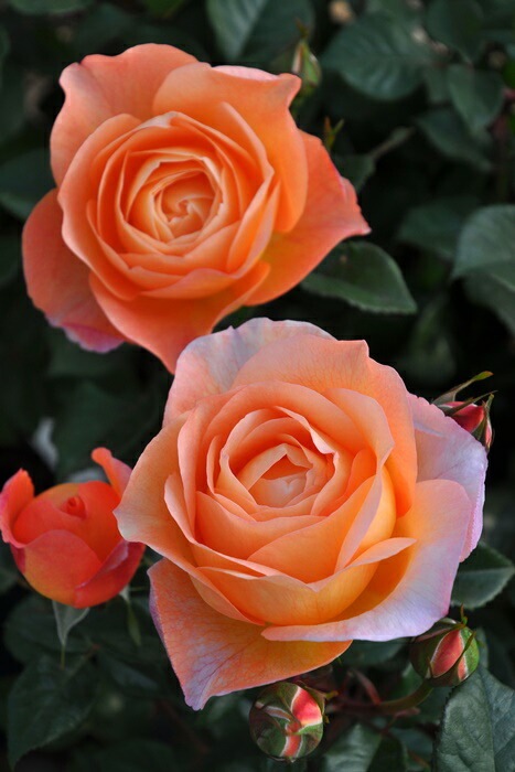 ġۥХ ӥ  6ȭʡӿ建 ʼϿдϡJ-RP